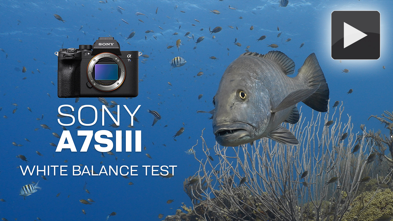 Sony Alpha A7S III Test Footage at the Digital Shootout